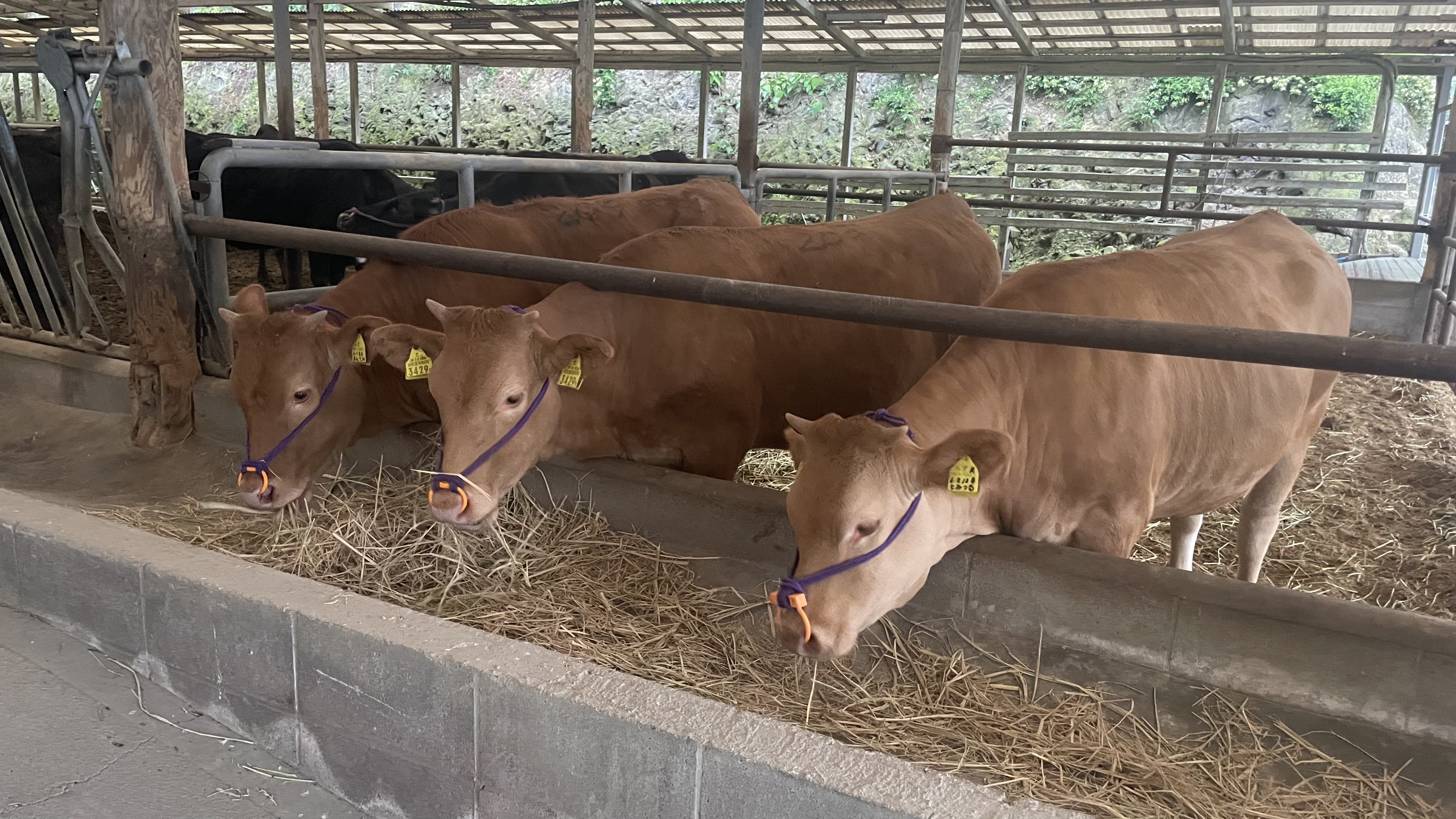 水俣・芦北あか牛生産・販売振興協議会
